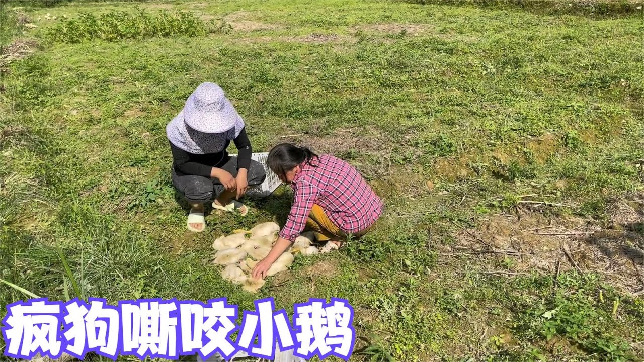 16只小鹅被疯狗嘶咬惨死，妈妈伤心得泪水涟涟，娜姐也不知道如何安慰