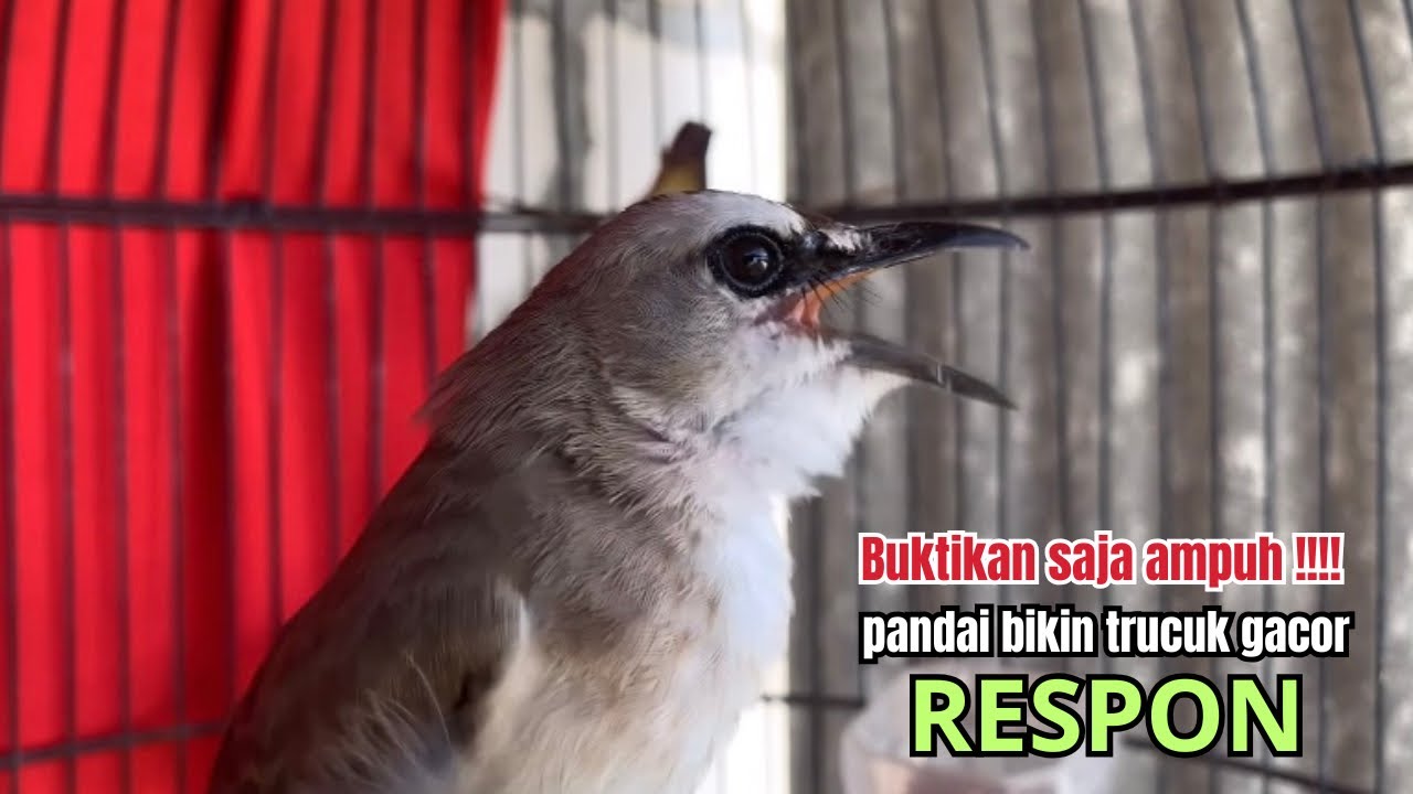 kicau trucukan gacor NGALAS PALING JITU,, jadikan SEMUA BURUNG TRUCUK GACOR RAJIN BUNYI