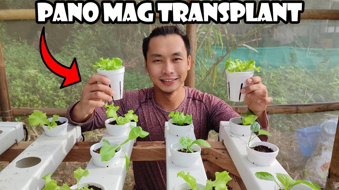 Pano Magtransplant ng Lettuce Seedlings Para sa Hydroponics