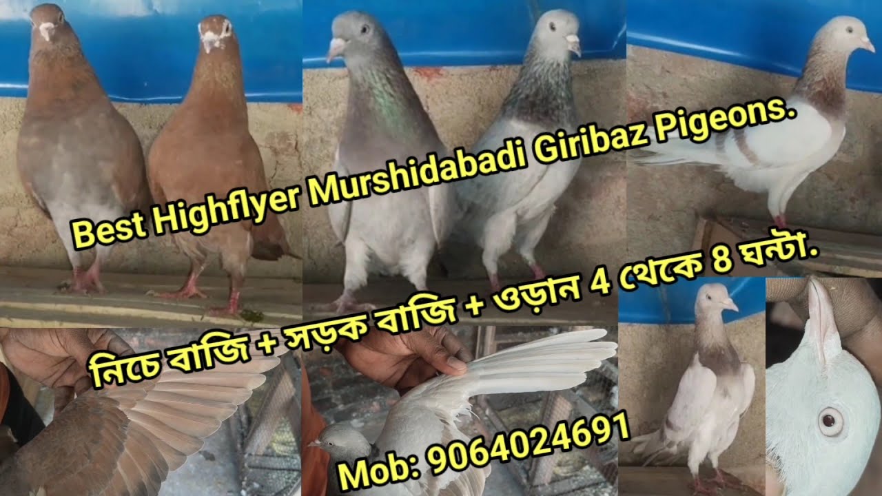 Best Highflyer Murshidabadi Giribaz Pigeons. নিচে বাজি + সড়ক বাজি + ওড়ান 4 থেকে 8 ঘন্টা. 9064024691