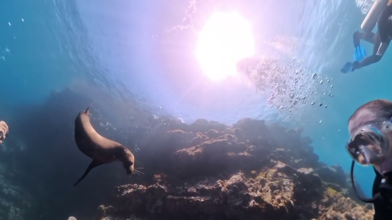 Galapagos Floreana Dive 1 2026