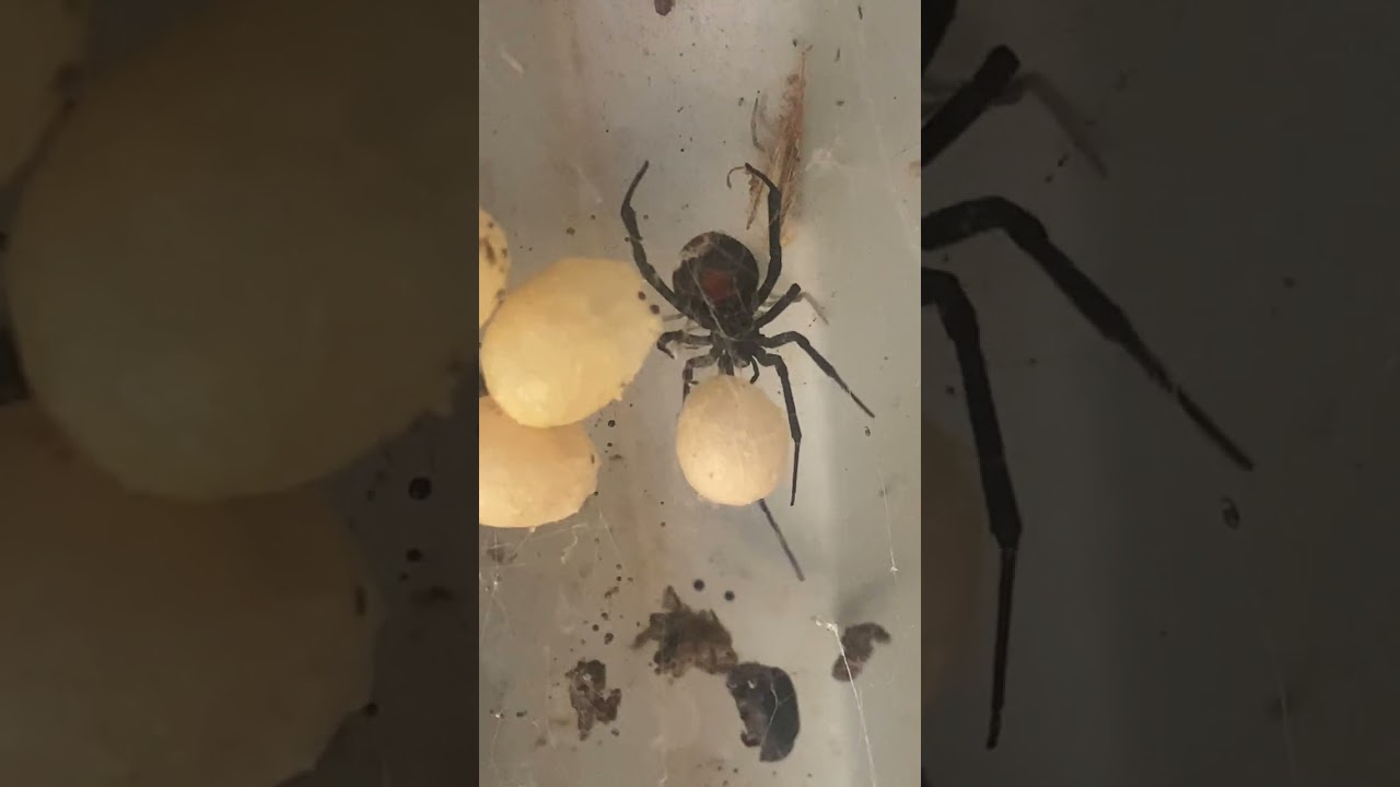 Most deadly Red spider! Episode 7 