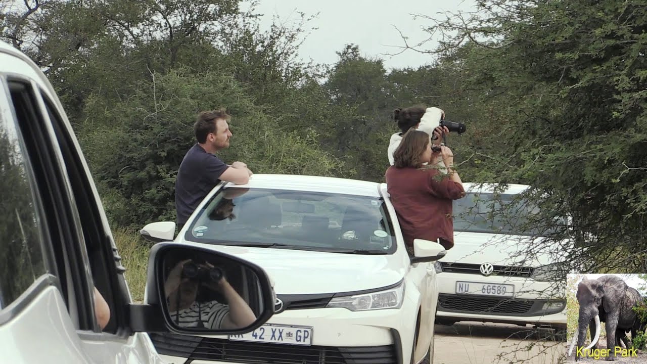 Very Sad - Tourist Out Of Cars At Lion Sighting In Kruger National Park