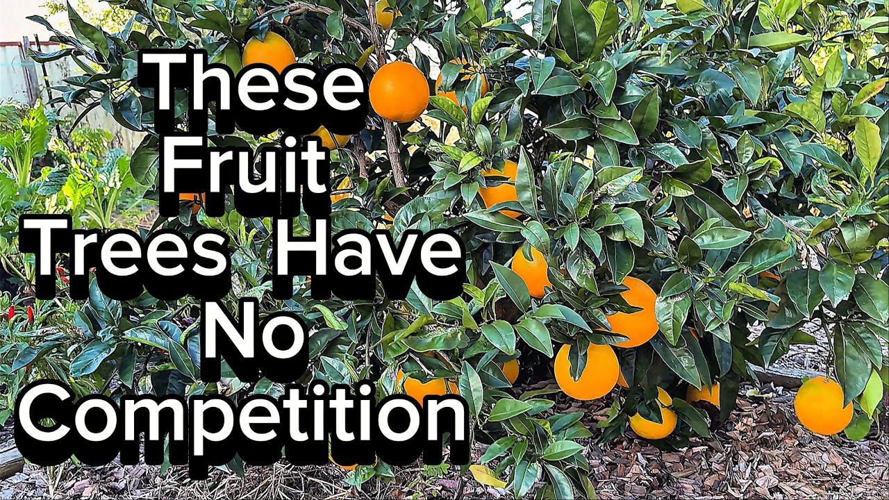 5 Powerful Reasons You NEED a Citrus Tree in Your Backyard | Grow Oranges, Mandarins, Pomelos & More