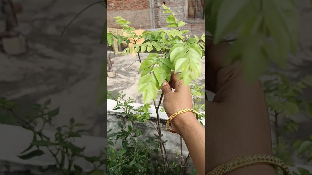 curry leaves plant||in tv telugu||#gardening