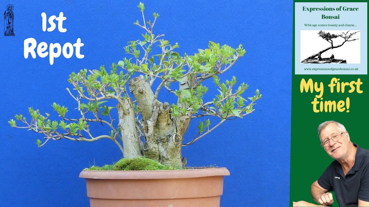Bonsai Secrets: How to reveal the Hidden Power of Hedging.