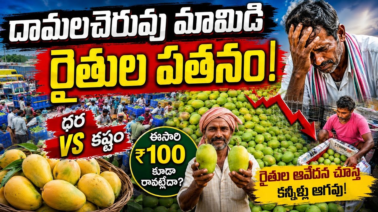 దామలచెరువు మామిడి రైతుల షాకింగ్ పరిస్థితి.!. మార్కెట్ ధరలు  మరియ కష్టం కష్టం. #mangoprice 