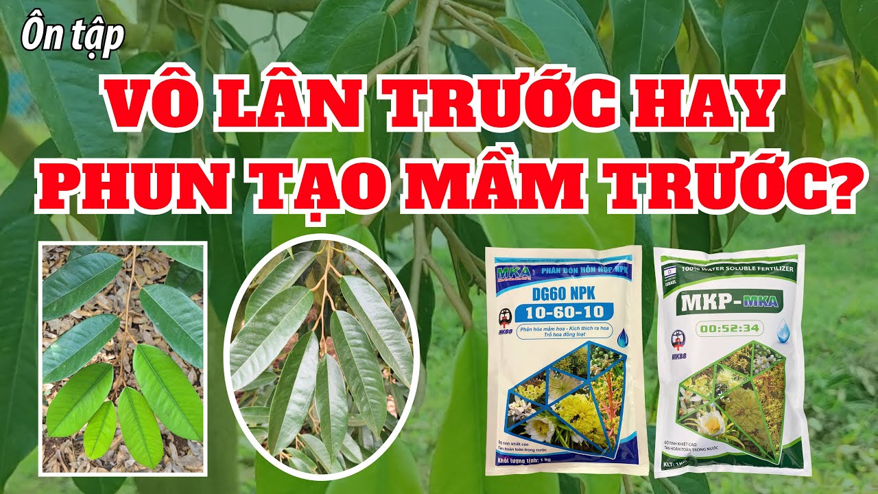Vô lân trước hay phun tạo mầm trước? | Vô lân gì? Phun tạo mầm mấy lần? | Bộ sản phẩm tạo mầm MKA