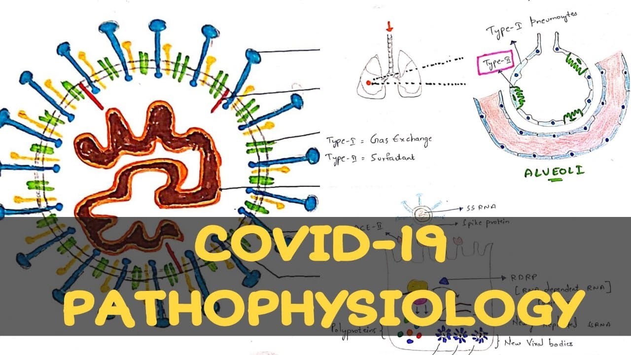 Covid-19 | Коронавирус | Структура и патофизиология | Биология