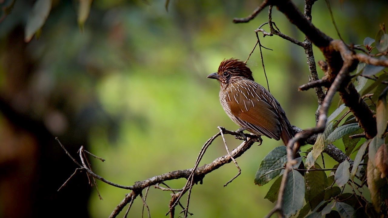Birds of Lower Himalayas / Uttarakhand - India.