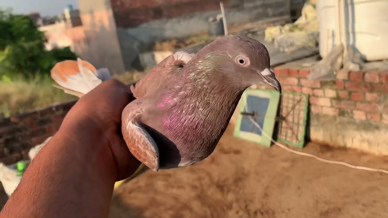 ਅੱਜ ਤਾਂਨੂੰ ਕੱਲਾ ਕੱਲਾ ਜਾਨਵਰਾ ਦਾ shonk ਕਰਾਉਂਦੇ ਆ 🕊️🕊️🕊️