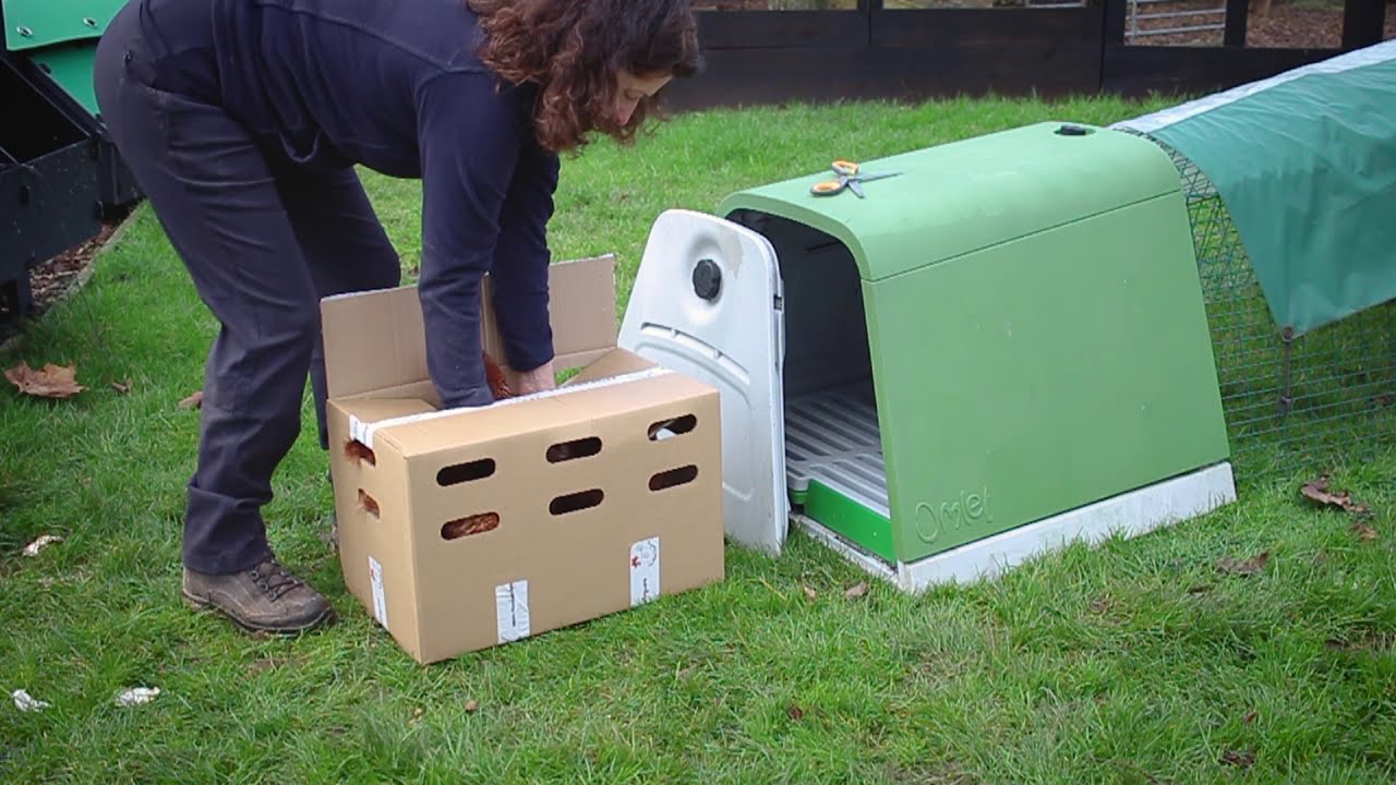 Introducing New Chickens To Their Home
