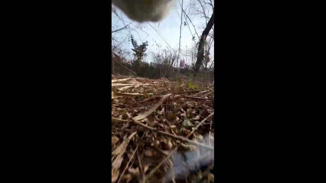 🐱 LIVE: See the World Through Cat Eyes | #shorts#CatCam #FirstPerson