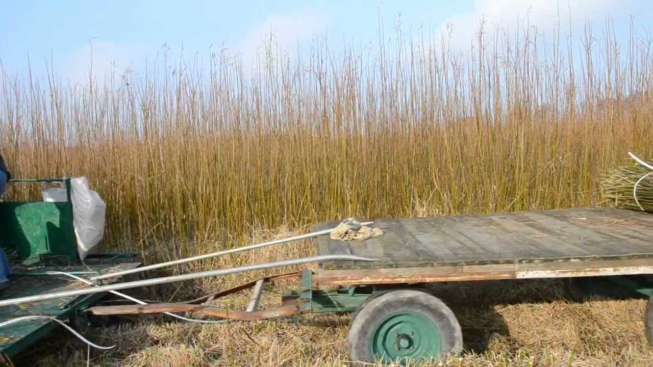 Wierzba energetyczna zbiór maszynowy - szybkie koszenie