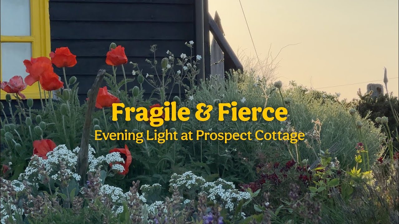 Evening Light at Derek Jarman's Prospect Cottage