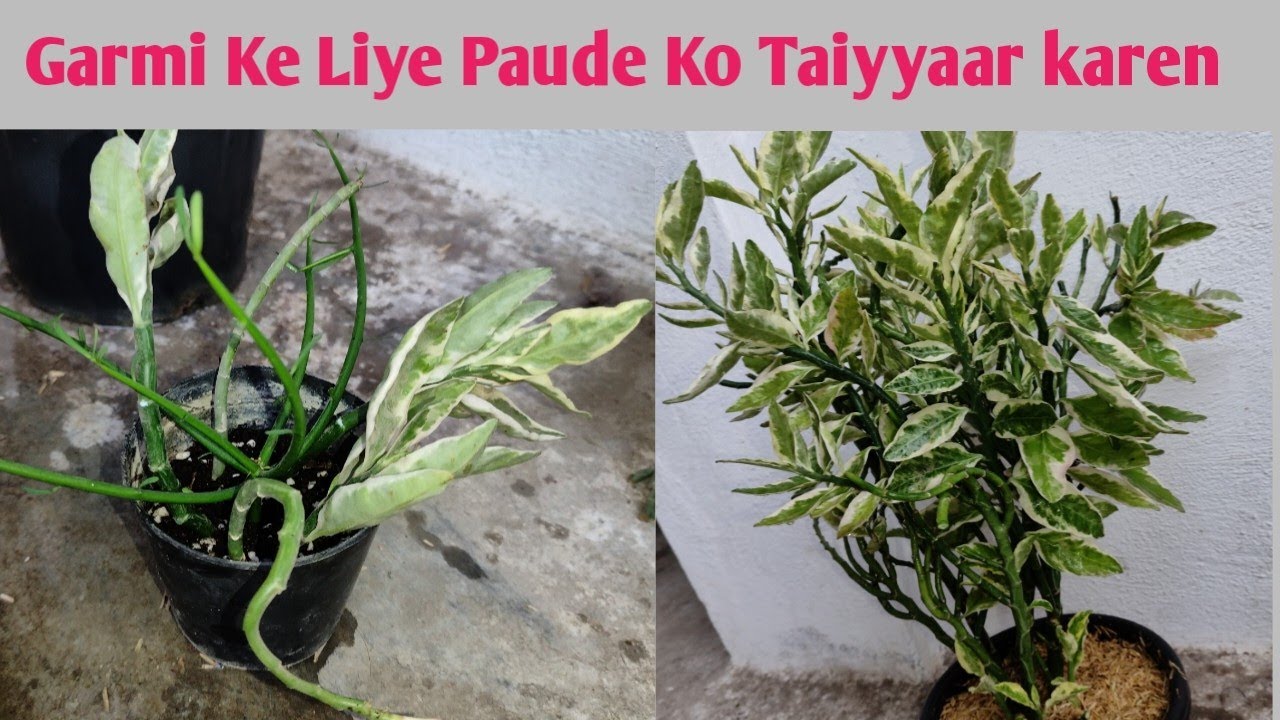 Devils Back Bone Plant Care After Winter | Cuttings kaise Grow Karen |