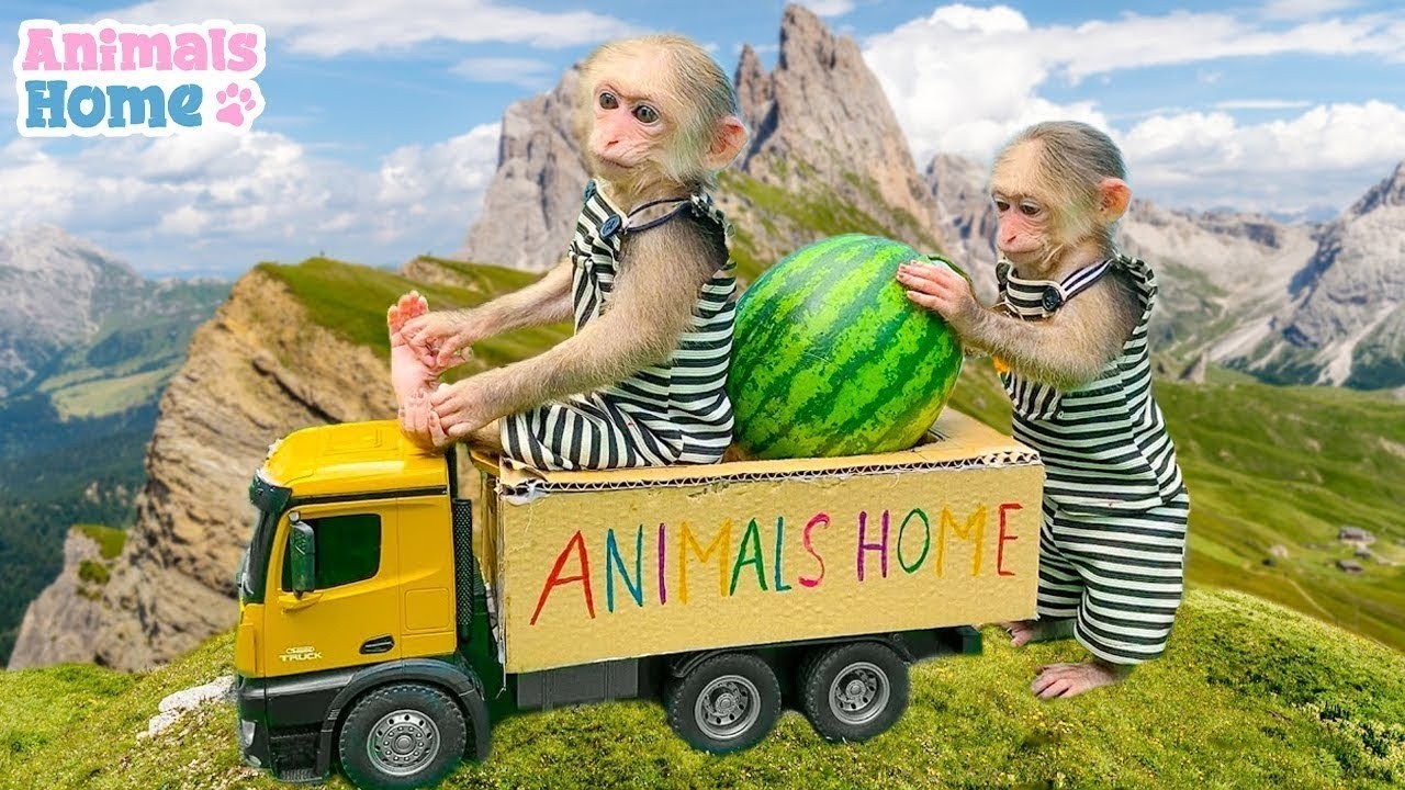 🔴 BiBi Animals Home Live 24/7 | BiBi Goes harvest watermelon and plays with Ducklings and Puppies