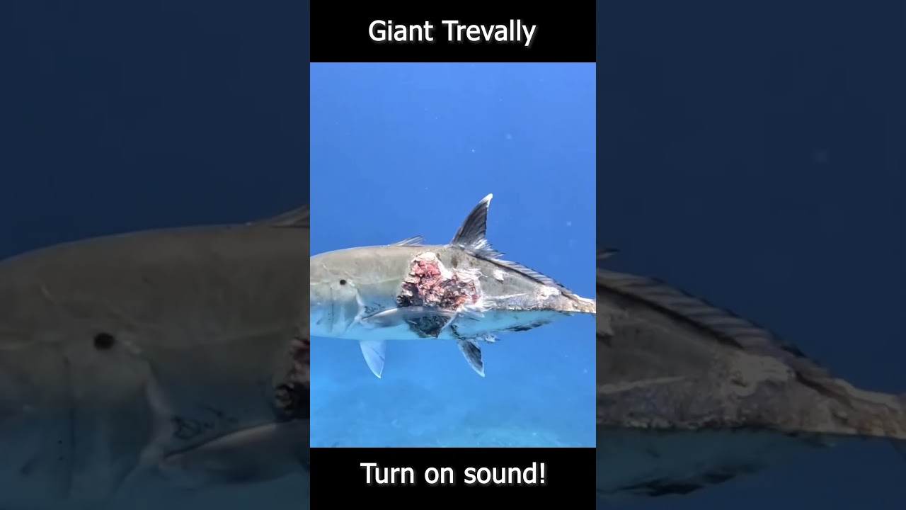 Giant Trevally Attack!