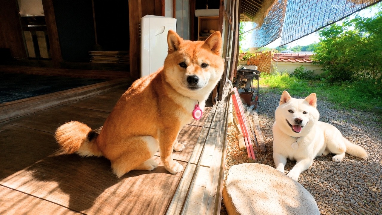 Staying at a Shiba Inu Hotel in a 135-Year-Old Japanese House 🐕🐾 | Mameshiba Dog Inn / Asari House