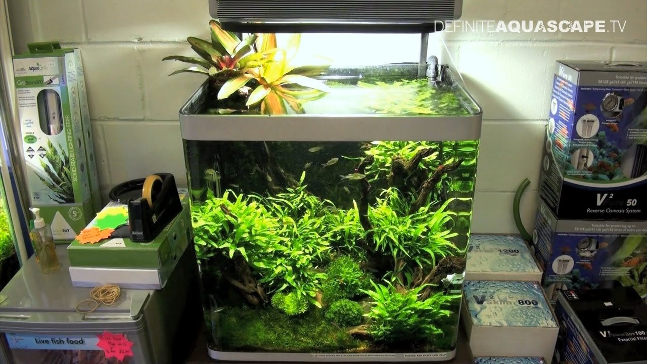 Aquascaping - Aquarium Ideas from Aquatics Live 2011, part 2