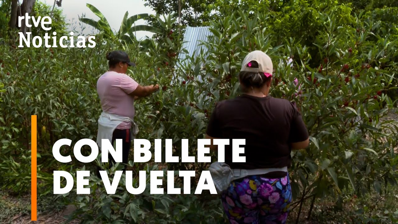TEMPOREROS: ESPAÑA busca en COLOMBIA RECOLECTORES de FRUTA para TRABAJAR la TEMPORADA | RTVE