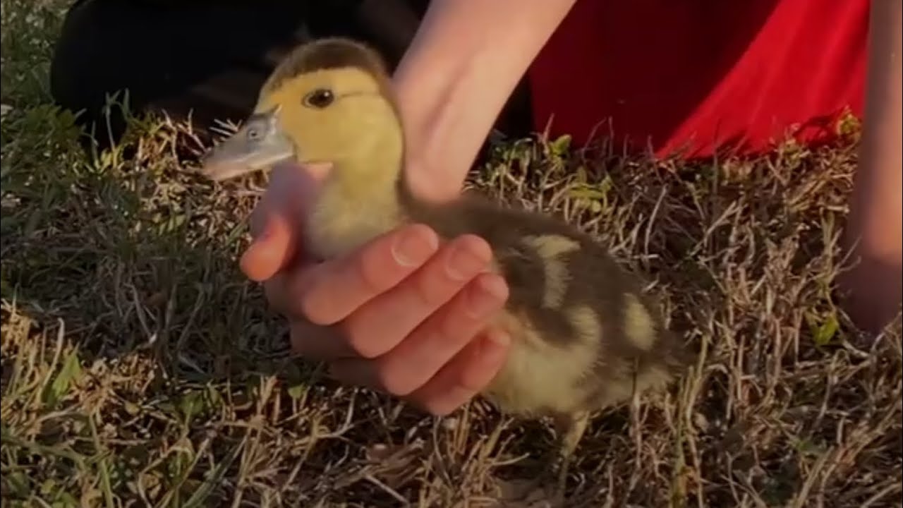 The Story of My Pet Duck (Pip)