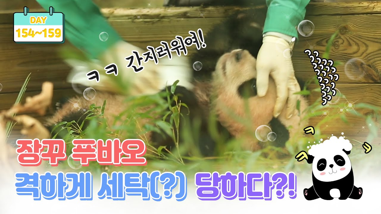[판다로그] 새해맞이 연말에 제대로 놀아버린 푸바오 공개 | 에버랜드 판다월드 아기판다 (Baby Panda 'FuBao')