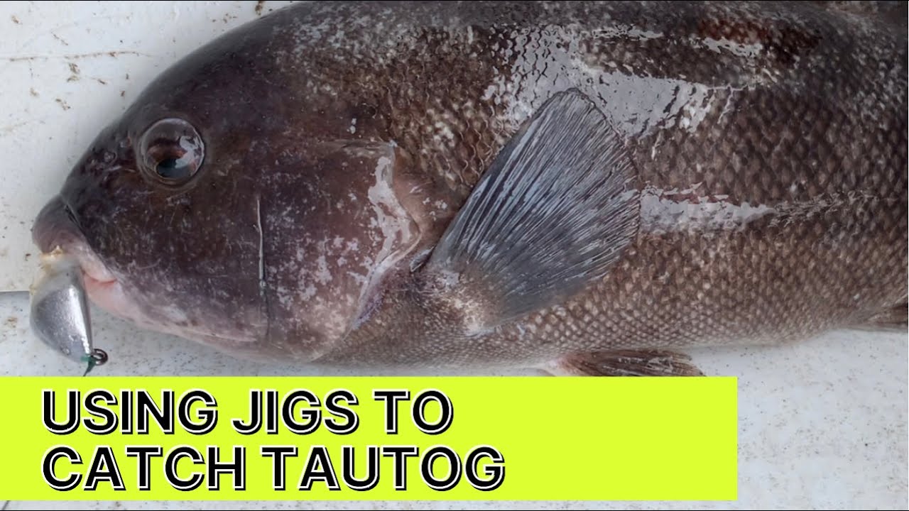 Using Jigs to Catch Tautog