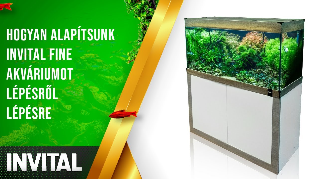 Hogyan alapítsunk INVITAL Fine akváriumot lépésről lépésre | INVITAL