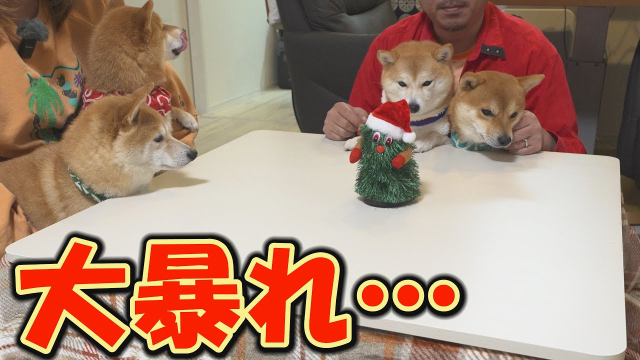 このあと踊るおもちゃのスイッチを入れると、楽しすぎて暴走してしまう柴犬・・・