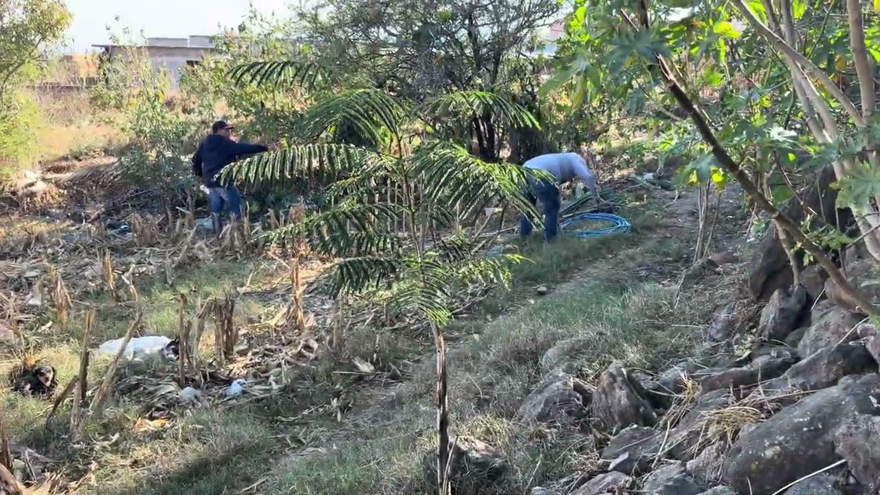 REFORESTANDO MEXICO PONIENDO UN GRANITO DE ARENA  OJALA MAS GENTE S UNA A LA CAUSA
