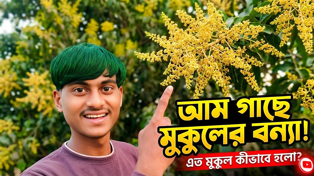 আমাদের আমগাছে এত্ত মুকুল! এ বছর কি আমে ফেটে পড়বে গাছ?😱#vlog video#bengali#trending #@mrigankavlogs07