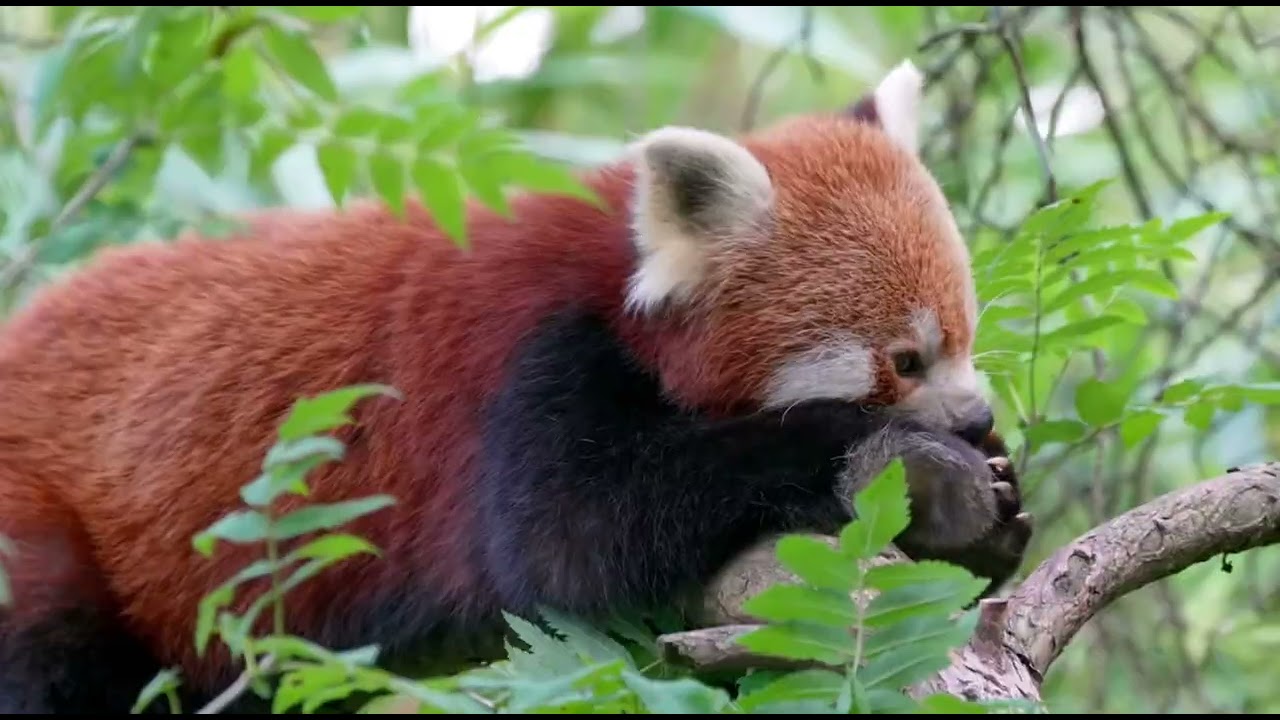The Best Piano and Nature Edit You Will Ever See. #piano #nature #edit #cinematic 