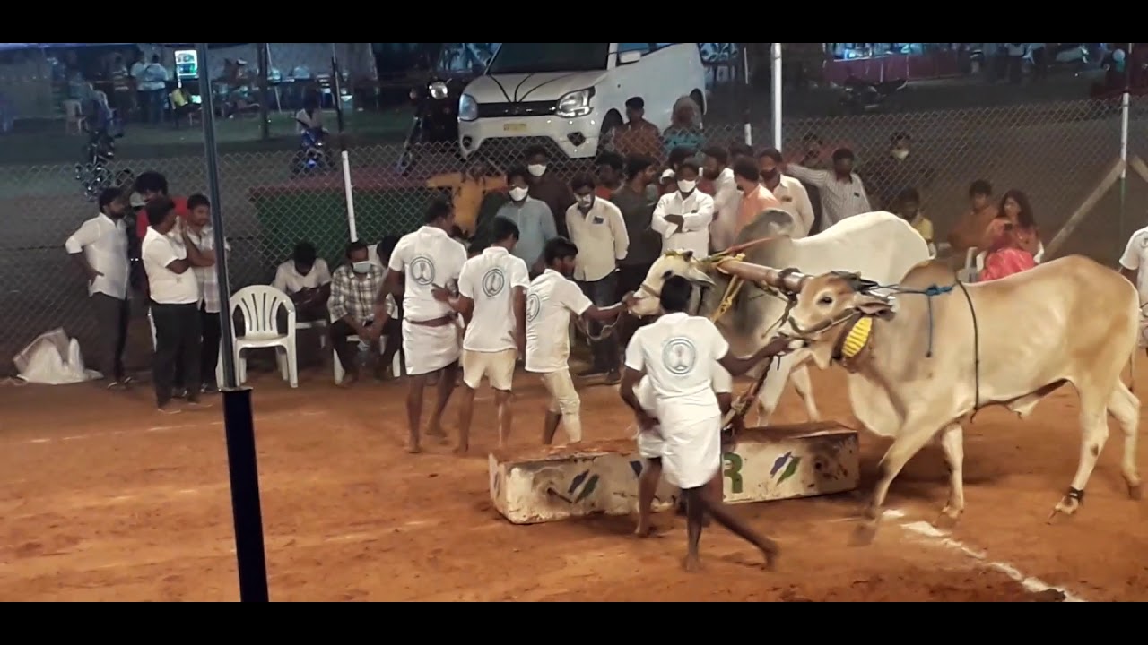 Ongole Bulls Race in Krishna District,Ongole Bulls Stone Pulling Competition in Andhra Pradesh,Bulls