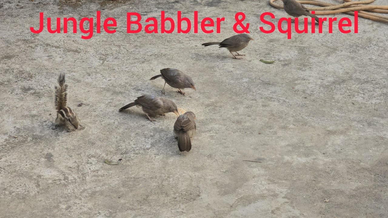 Birds I Squirrel I wildlife I wild animal I nature I nature lovers I nature photography I