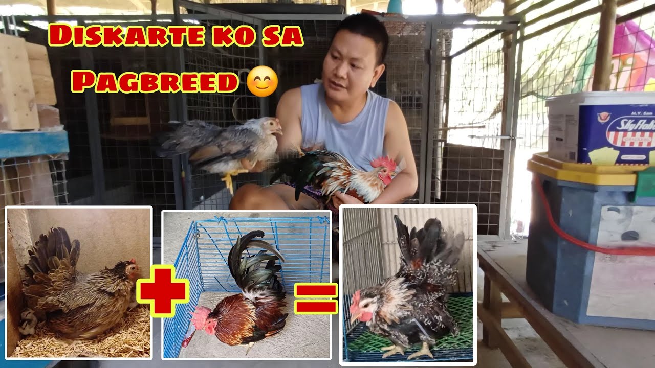 PEDIGREE NG MGA ALAGA KONG BENJARONG COLOR NA  CHABO BANTAM CHICKEN 😊