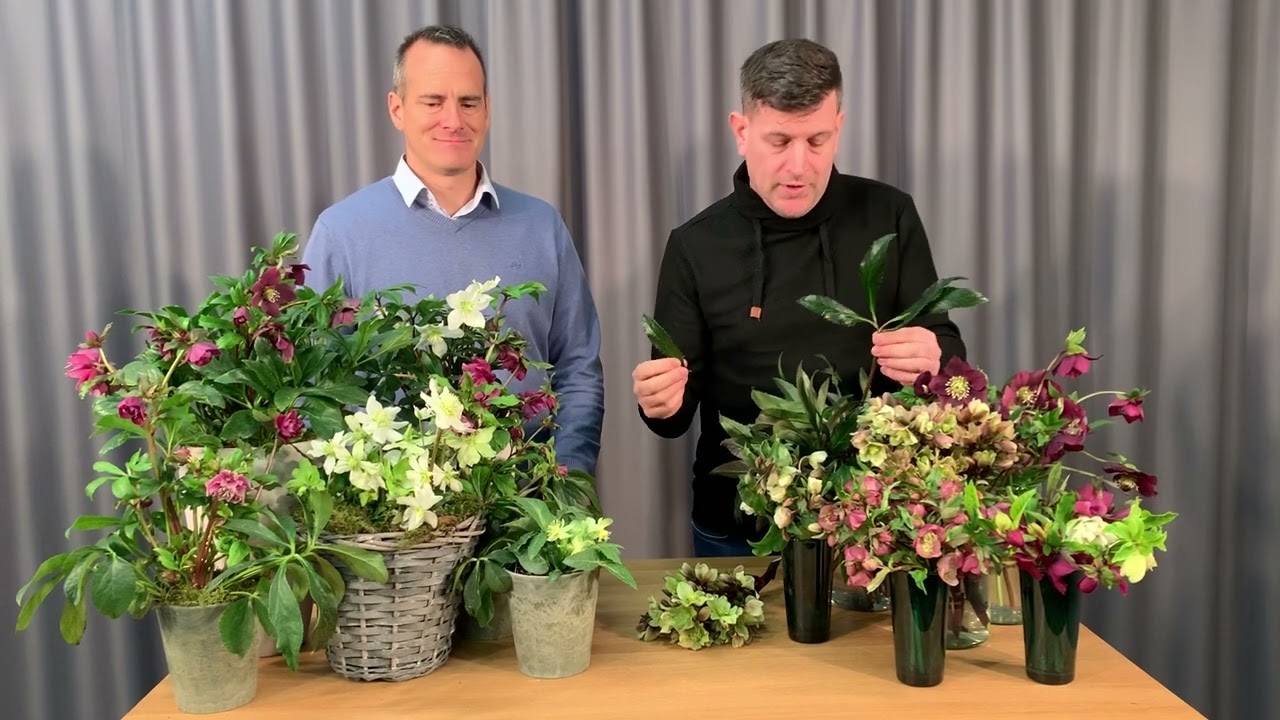 Helleborus orientalis, &rsquo;Magnificent bells&rsquo;, niger, argutifolius, a keleti, a fekete...