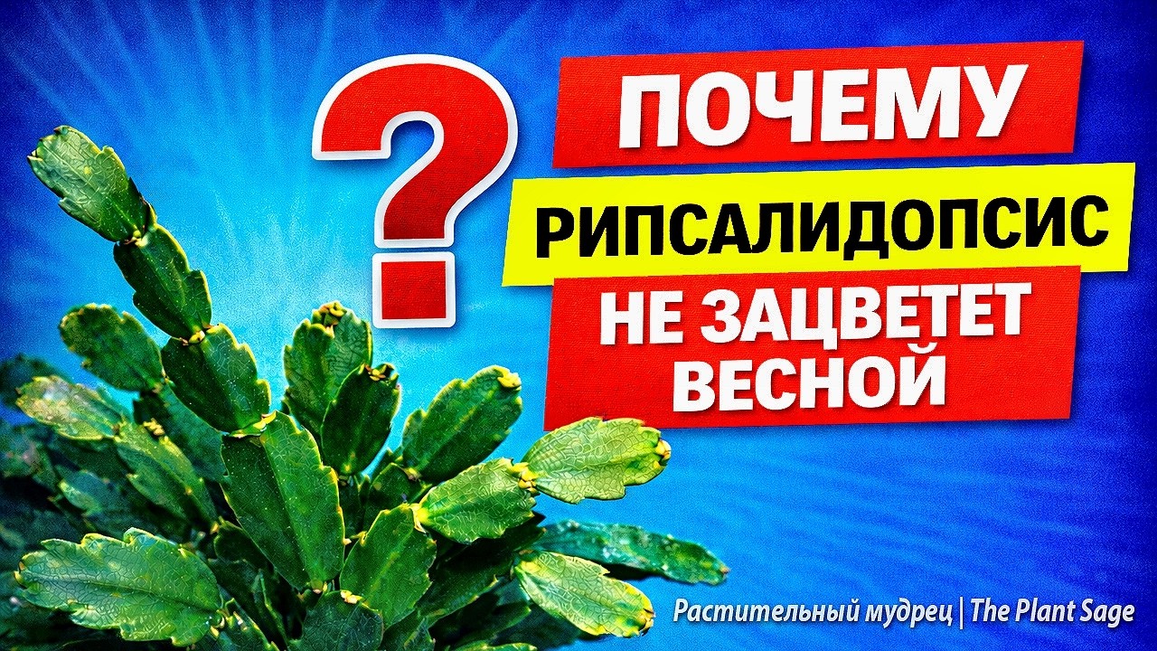 ПОЧЕМУ РИПСАЛИДОПСИС НЕ ЦВЕТЁТ ВЕСНОЙ: ГЛАВНАЯ ОШИБКА ЯНВАРЯ