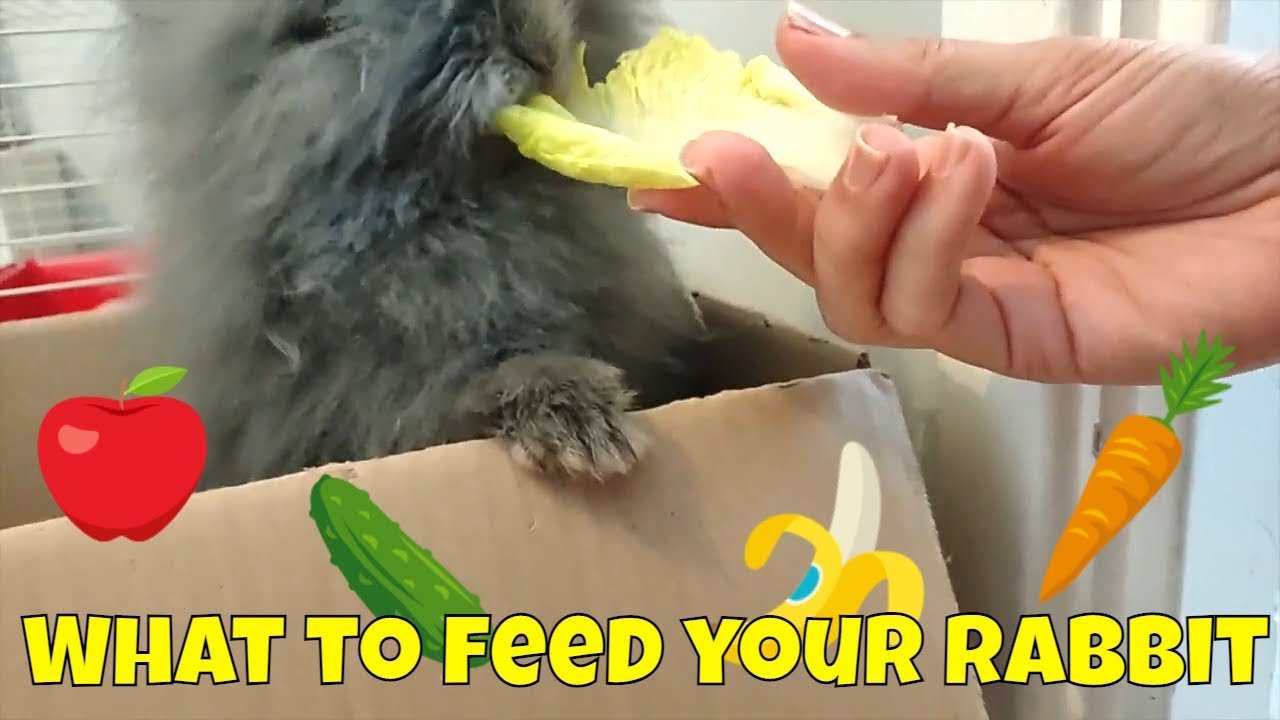 Food for rabbits - What do Lionhead bunnies eat? Find out...