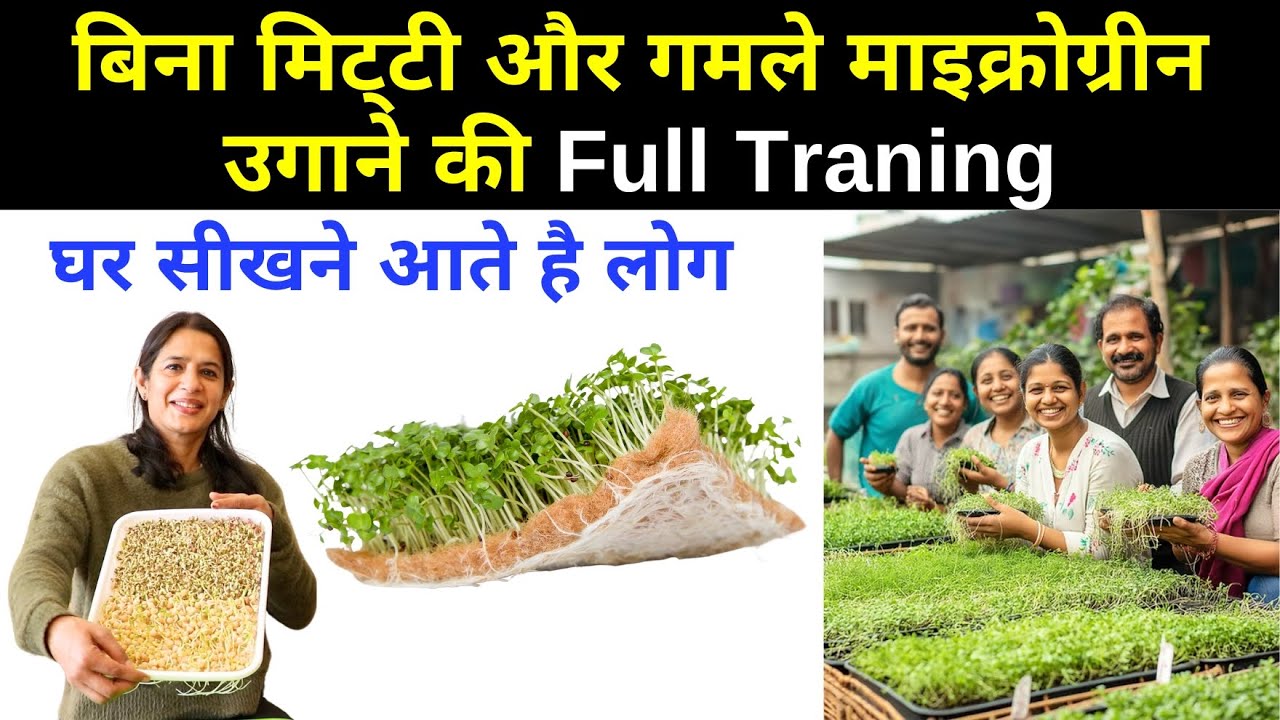 बिना गमले ओर मिट्टी के आसानी से उगाओ Microgreens 😍 Full Training A to Z, Grow Microgreens