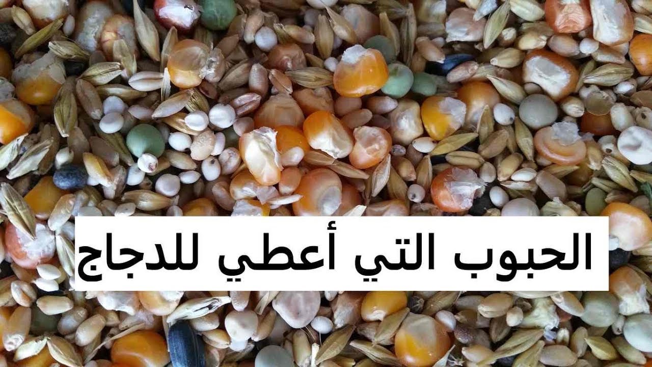 تربية الدجاج البلدي - دور الحبوب في تربية الدجاج وهذه هي الحبوب التي أعطيها لدجاجي