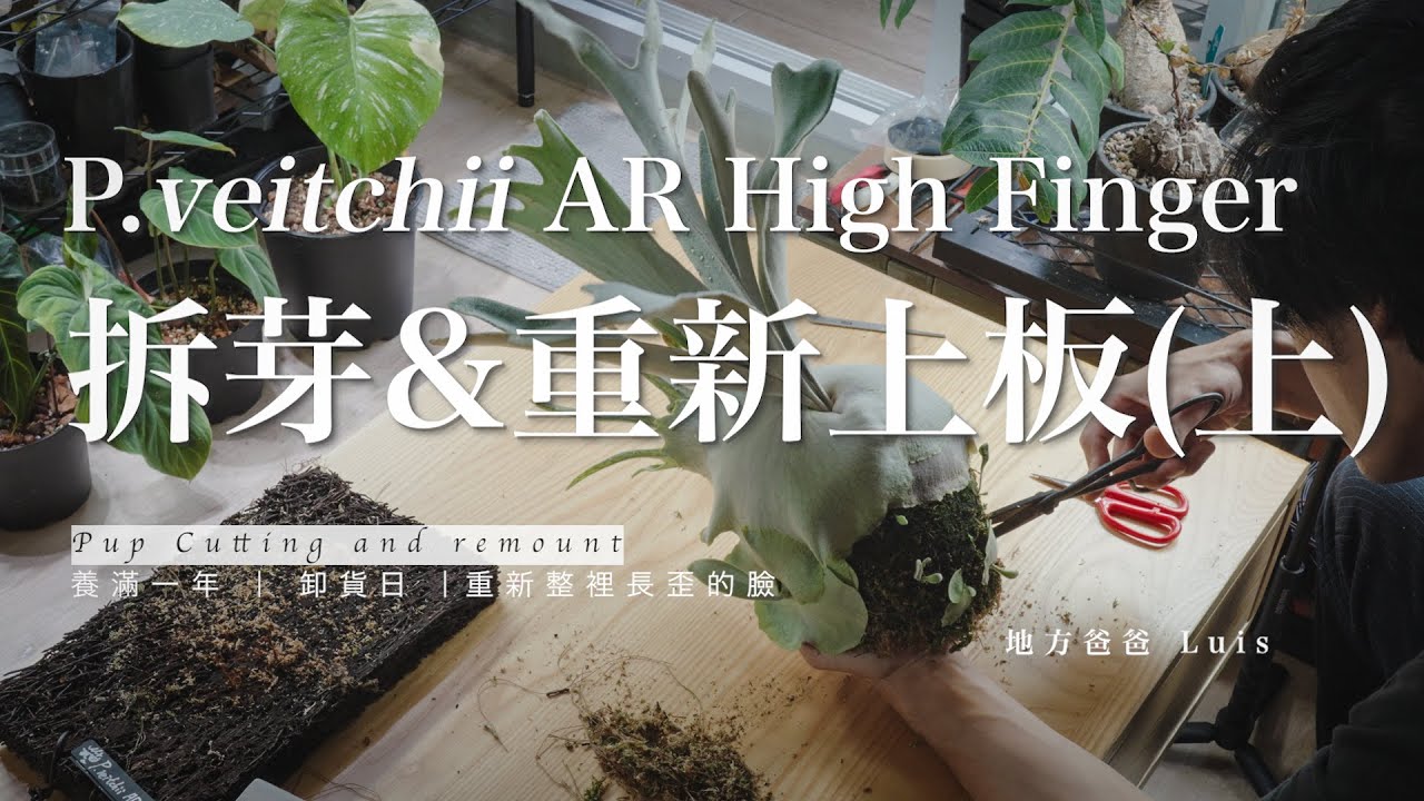 P. veitchii AR High Finger 拆芽&重新上板 (上) 養滿週年的AR可以收成幾隻側芽呢? ｜卸貨日｜重新上板｜拆側芽｜