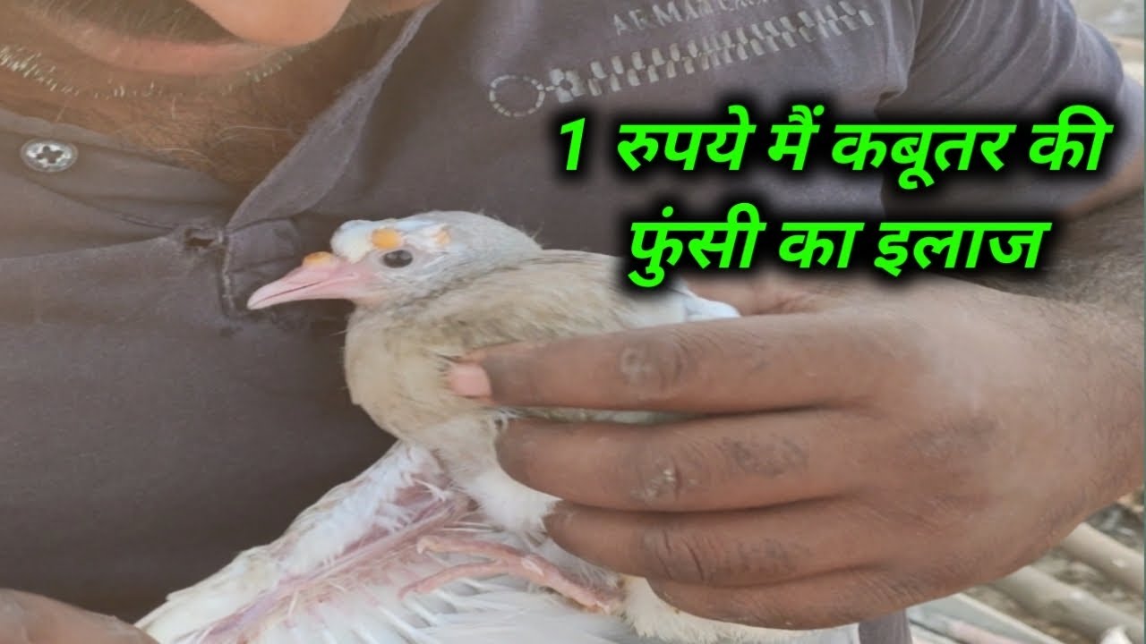 कबूतर के बच्चे की फुंसी का इलाज😱| kabutar ke bacche ko kaise bada kare