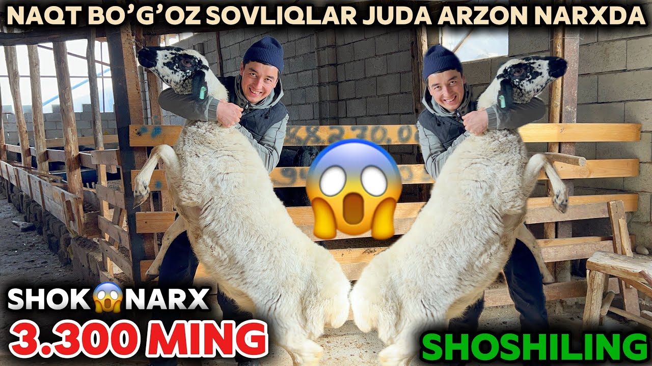 QAHRAMON BO’G’OZ SOVLIQLAR NARXINI YORVORDI SHOSHILING QAHRAMON ARZONCHI NARXNI SINDIRDI