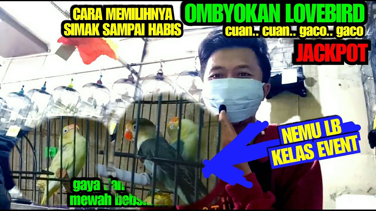 cara pilih ombyokan lovebird, nemu labet kelas event,konslet fighter,mbak dwi rustani sidoarjo