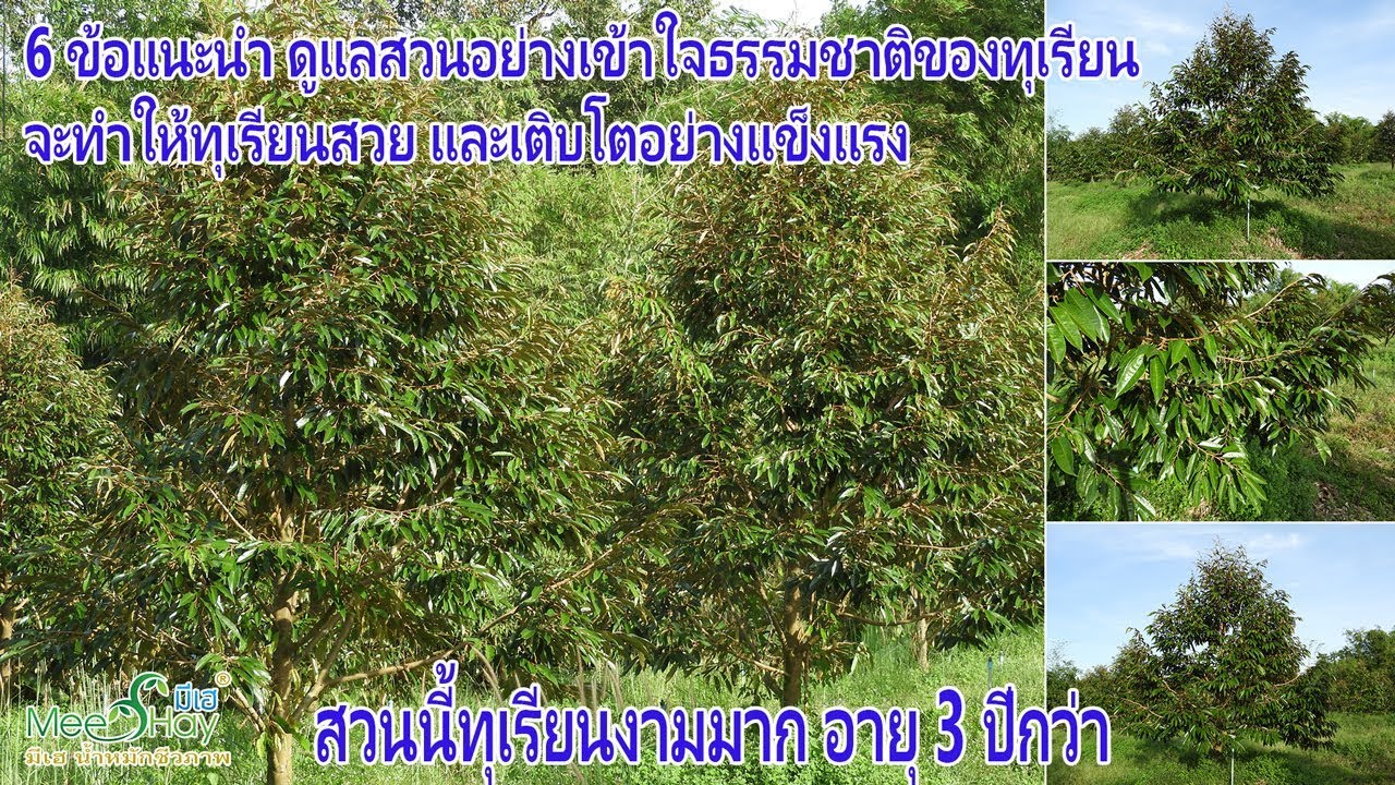 ชมสวนทุเรียนกำลังสวยมาก พร้อม 6 ข้อแนะนำดูแลสวนอย่างเข้าใจธรรมชาติของทุเรียน