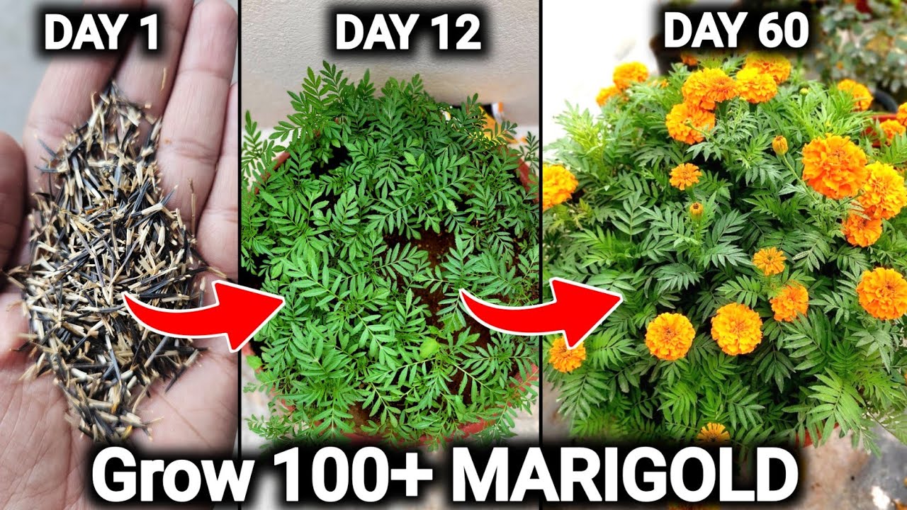 Use 7 Magical Hacks😲 | How to Grow Marigold Flower from flowers 