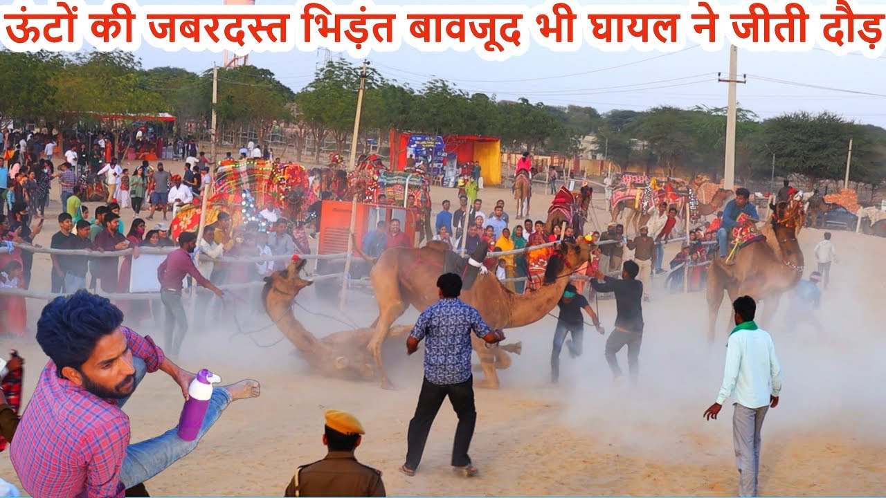 ऊँटों की दौड़ में टक्करा गए दो ऊंट / रोमांचक Camel Race at Bikaner Camel Festival 2022