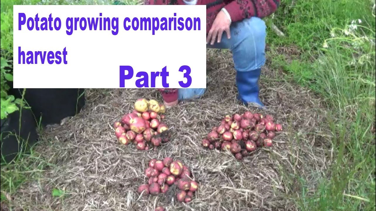 Pots Vs Growbags Vs in ground potato growing comparison. PART THREE. Harvest