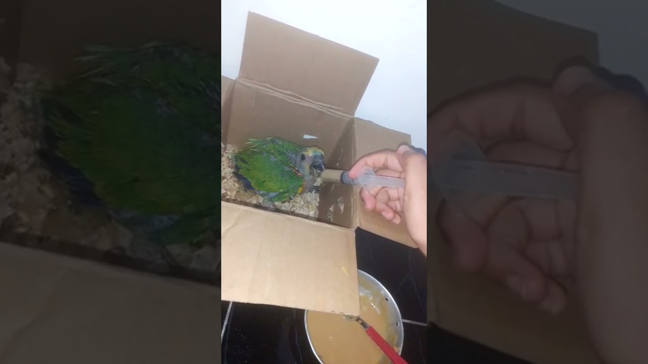 alimentado papagaio filhote